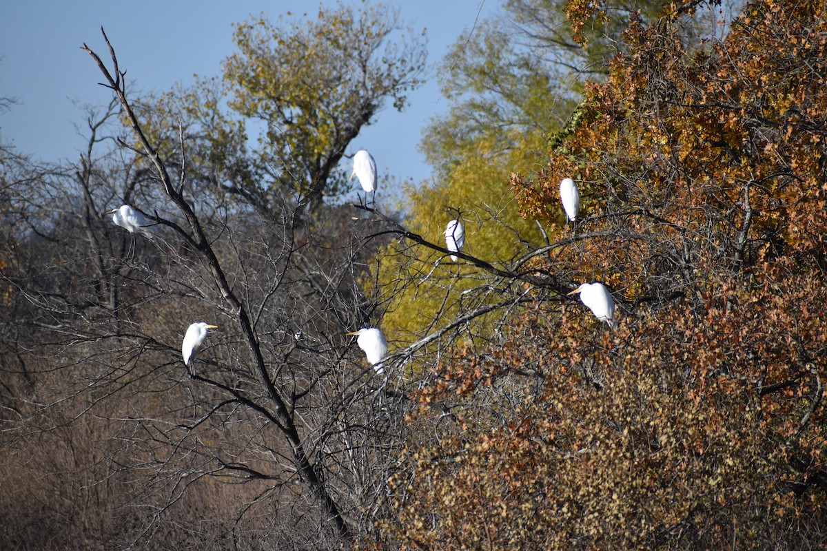 Great Egret - ML646980662
