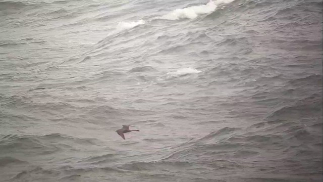 Labbe pomarin - ML646980665