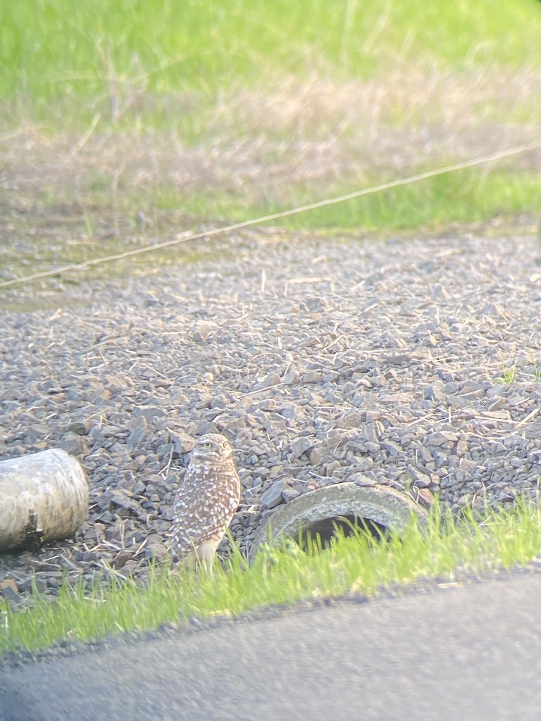 Burrowing Owl - ML646980666