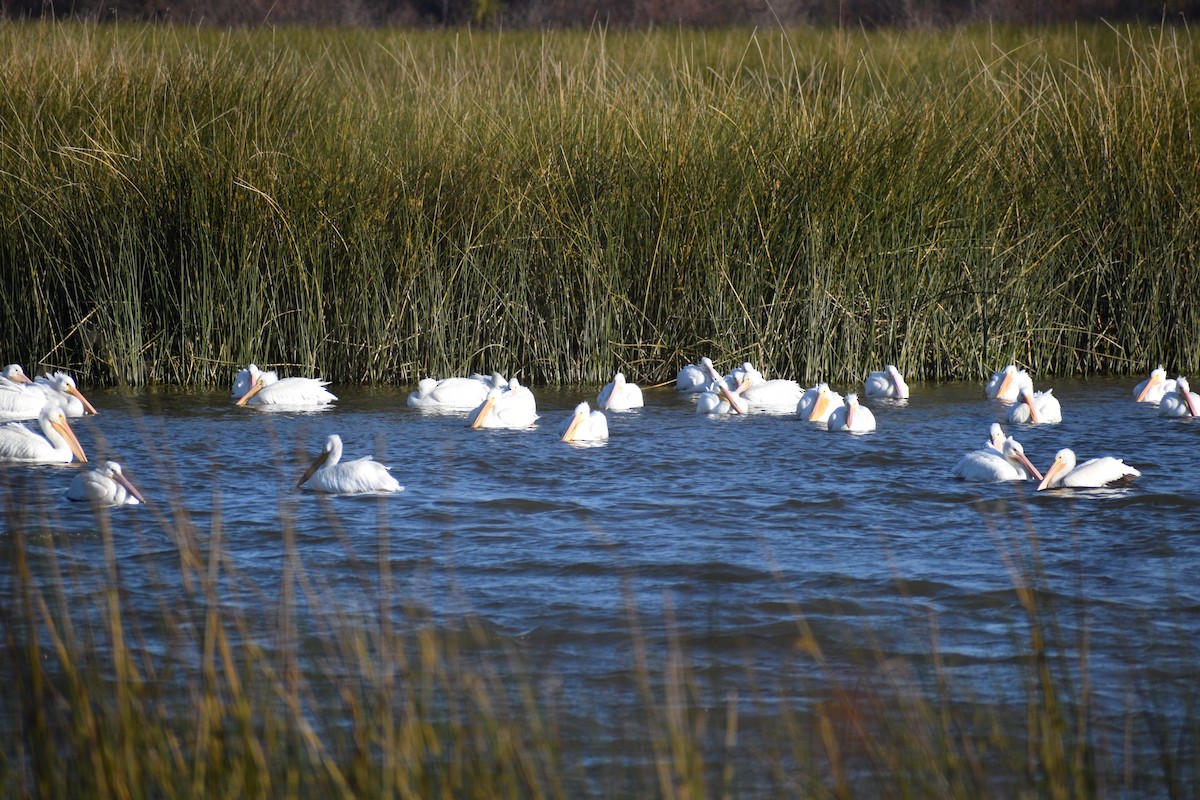 American White Pelican - ML646980669