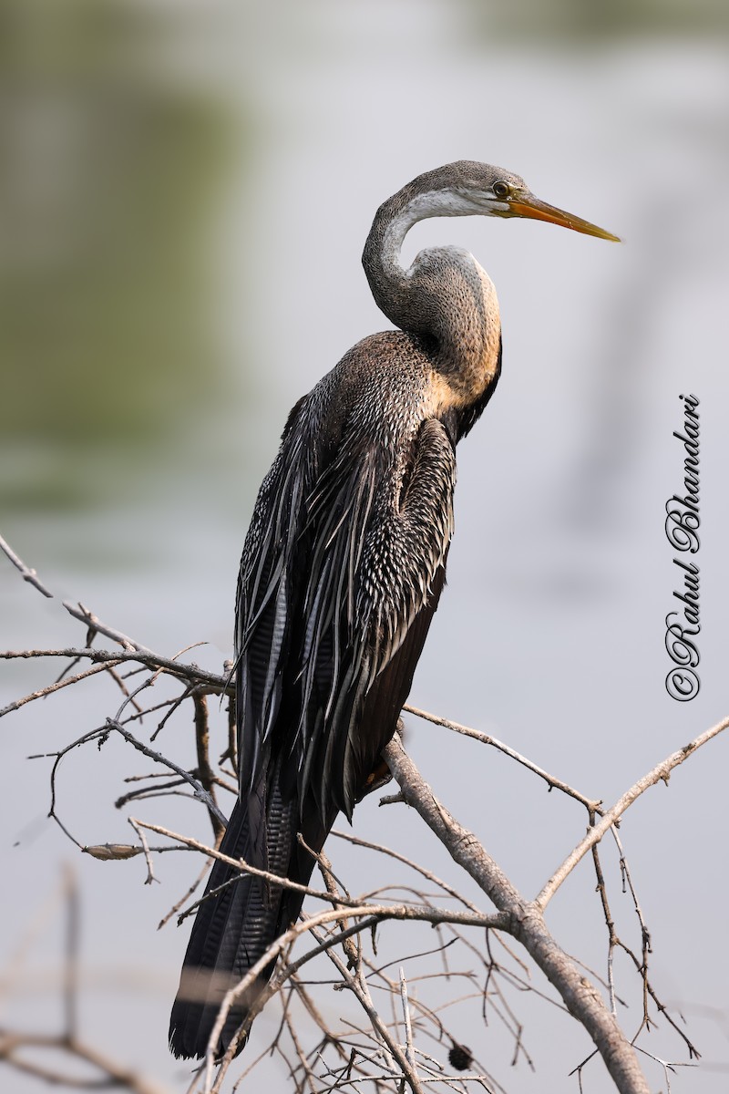Oriental Darter - ML646980678