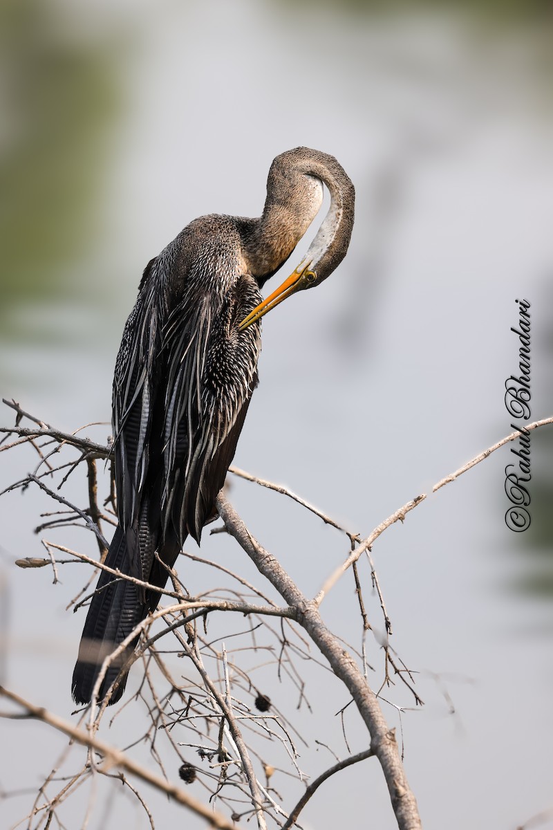 Oriental Darter - ML646980679