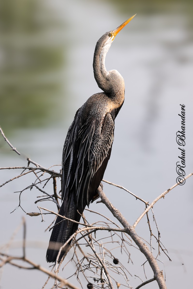 Oriental Darter - ML646980680
