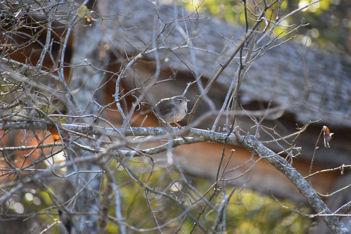 Northern House Wren - ML646980681