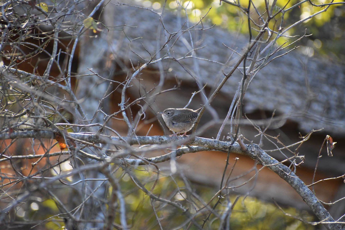 Northern House Wren - ML646980682