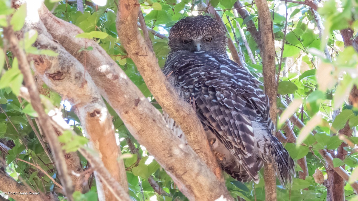 Powerful Owl - ML646980685