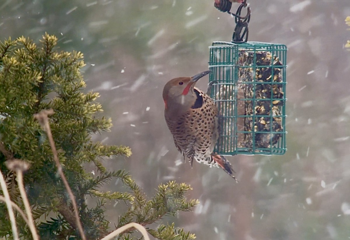 ハシボソキツツキ（luteus ｘ cafer） - ML646980695