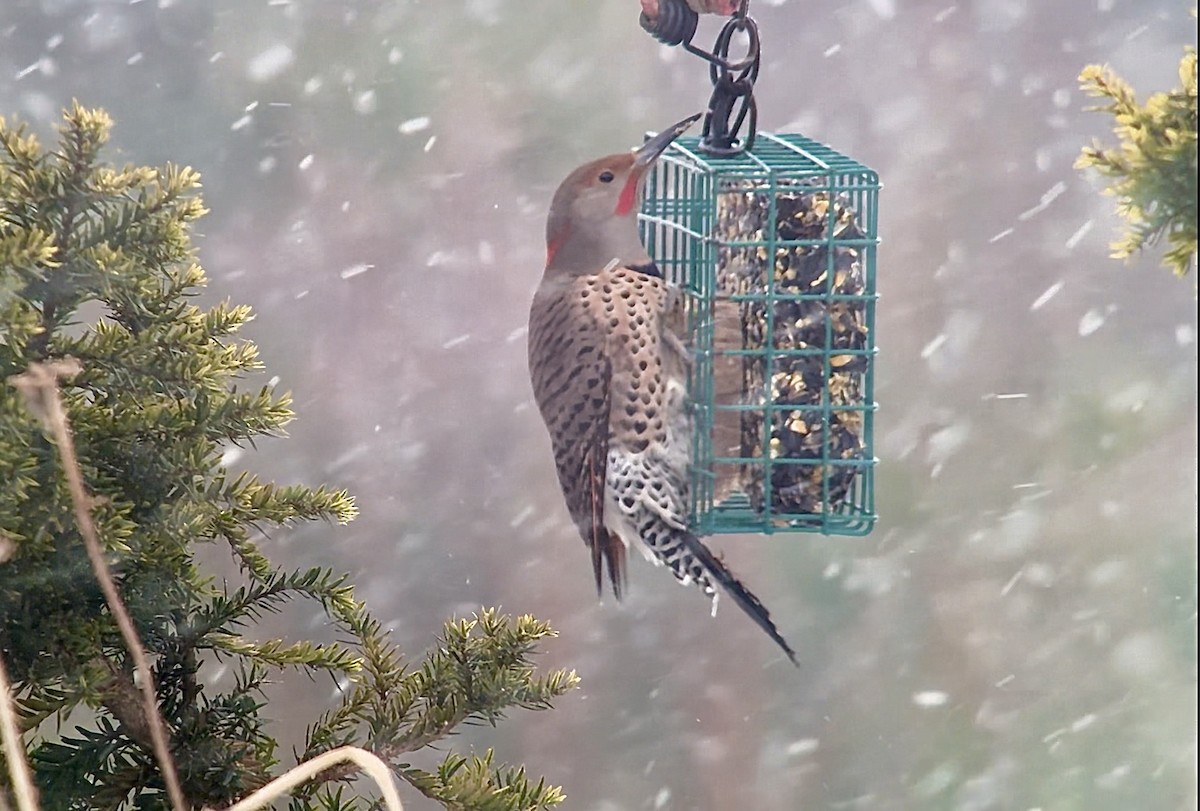 ハシボソキツツキ（luteus ｘ cafer） - ML646980696