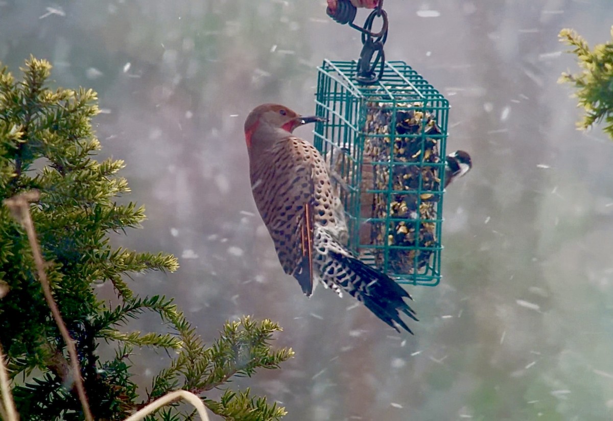 ハシボソキツツキ（luteus ｘ cafer） - ML646980698