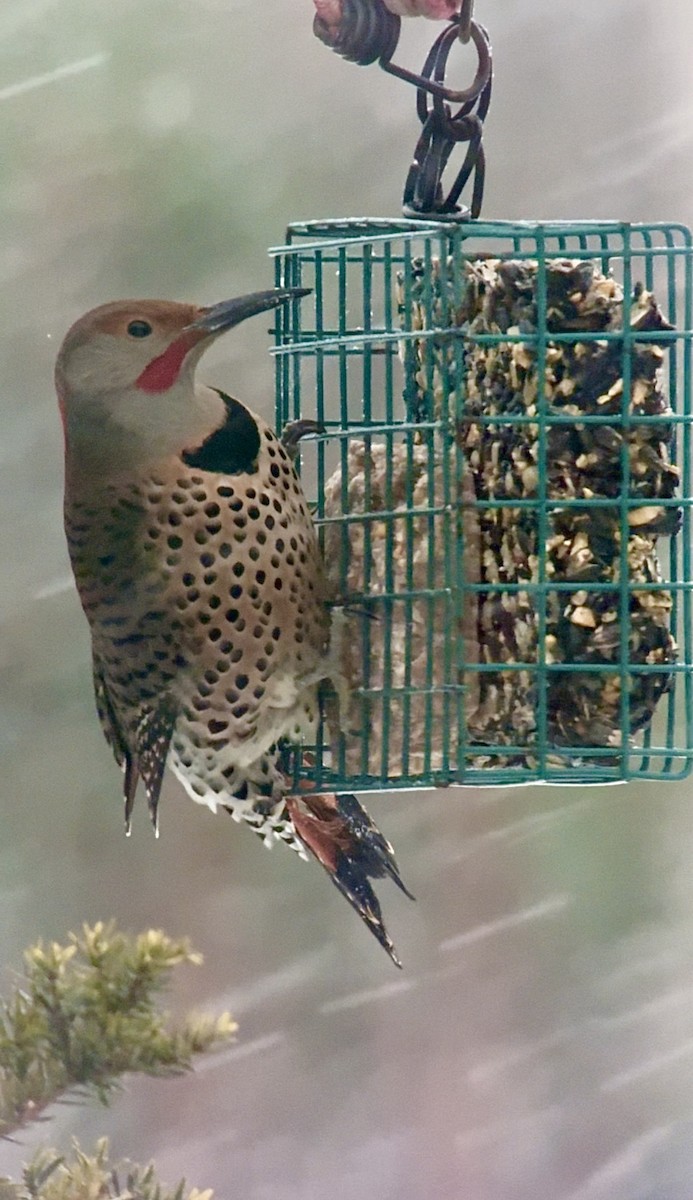 ハシボソキツツキ（luteus ｘ cafer） - ML646980699