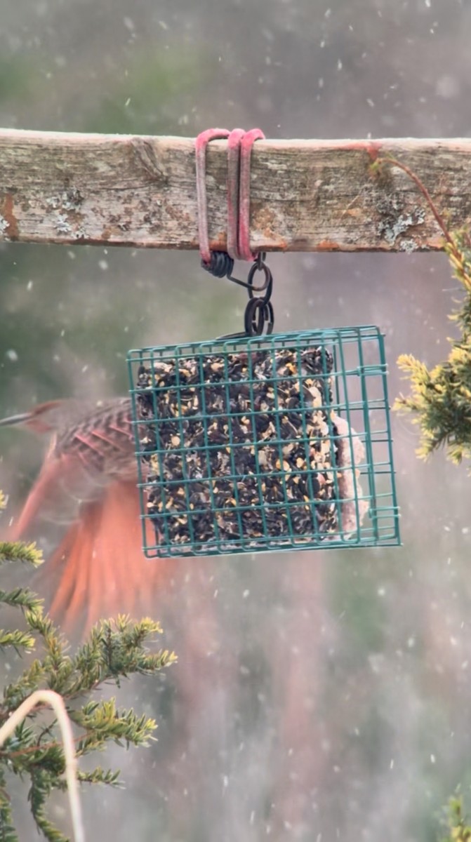 ハシボソキツツキ（luteus ｘ cafer） - ML646980700