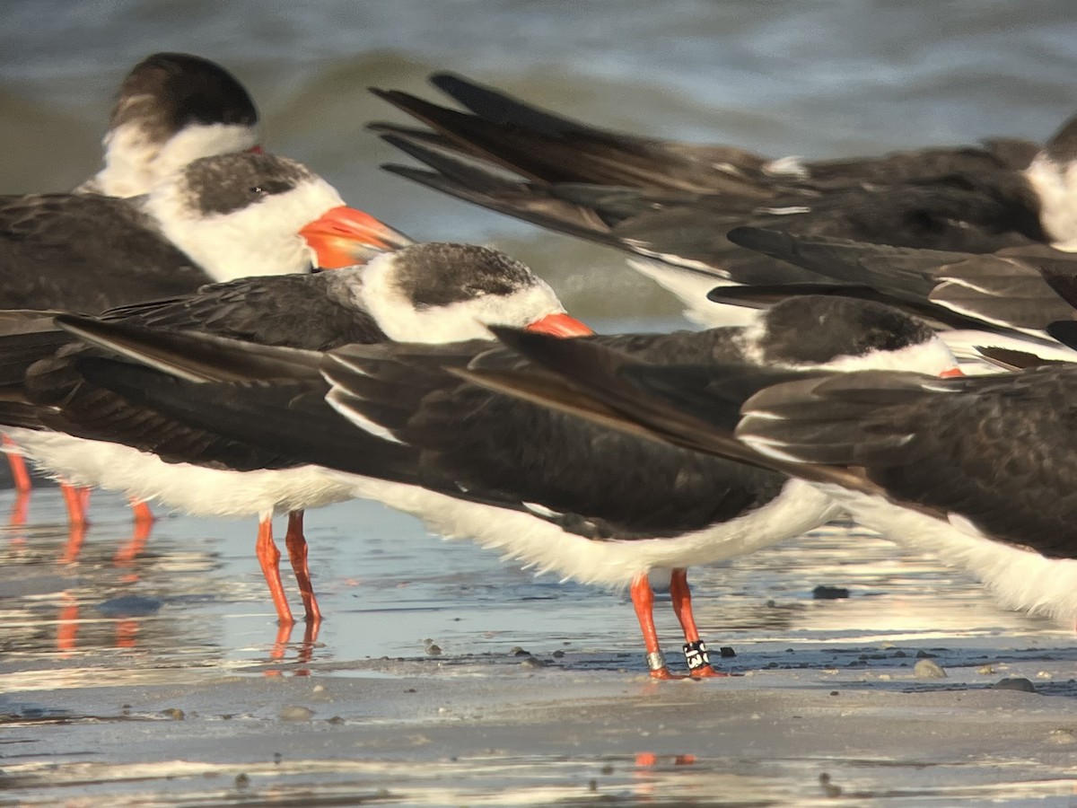 Rayador Americano - ML646980702