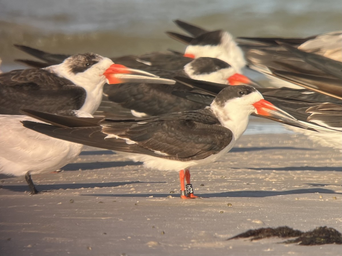 Rayador Americano - ML646980703