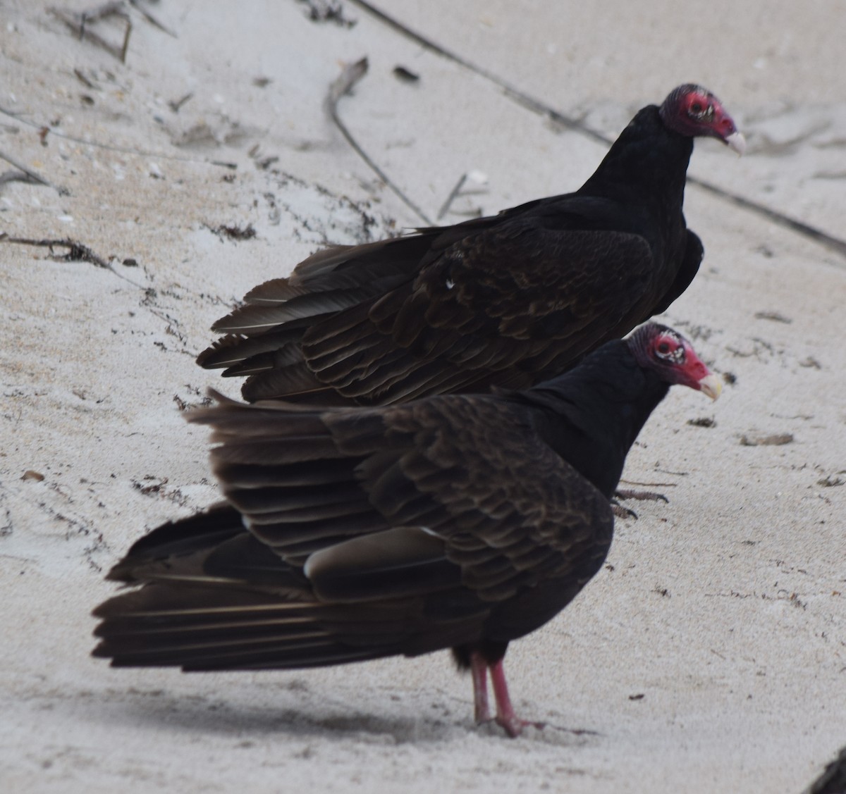 Zopilote indioilarra - ML646980708