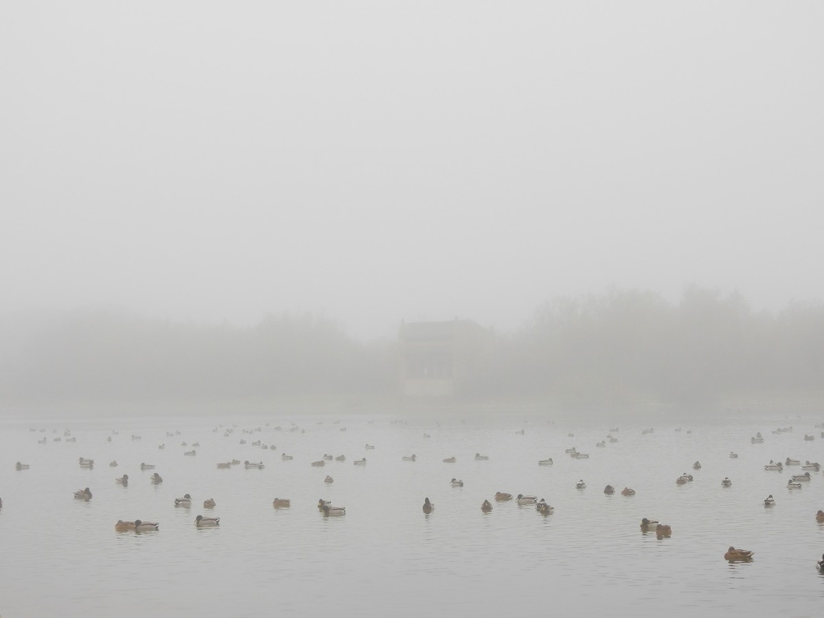 Mallard - ML646980709