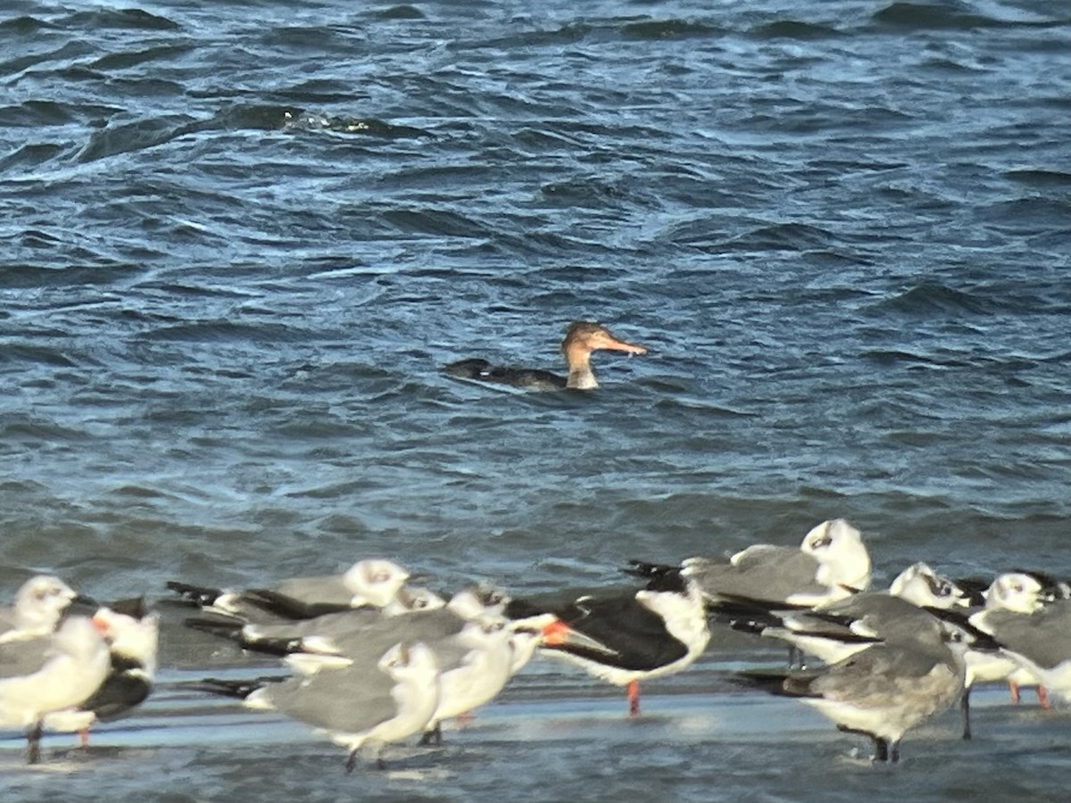 Serreta Mediana - ML646980711