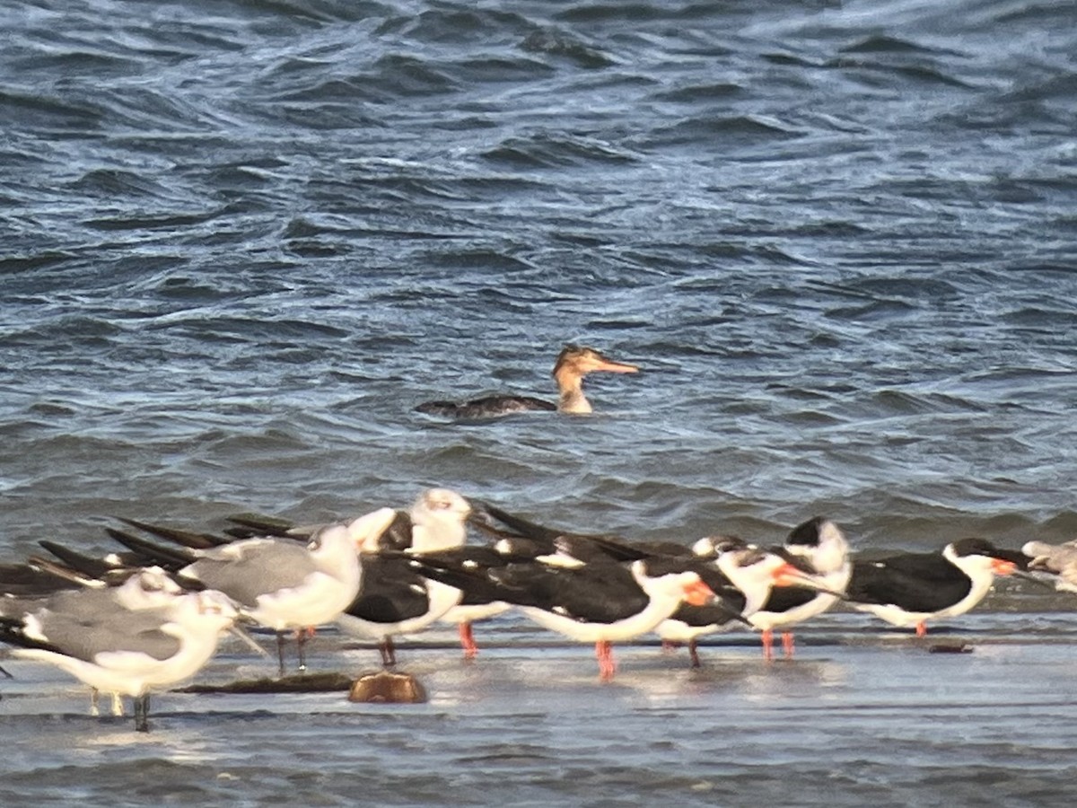 Serreta Mediana - ML646980712