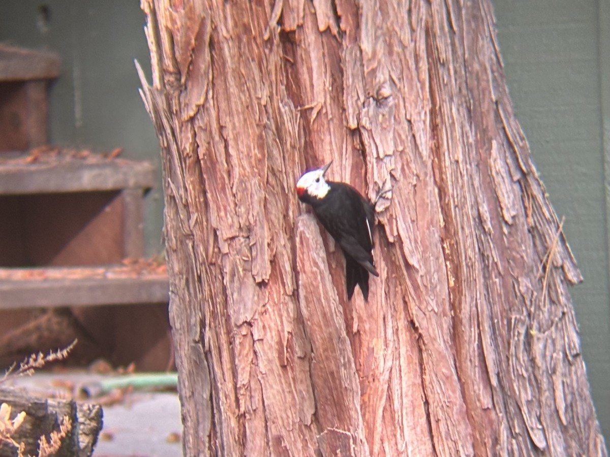 Pico Cabeciblanco - ML646980713