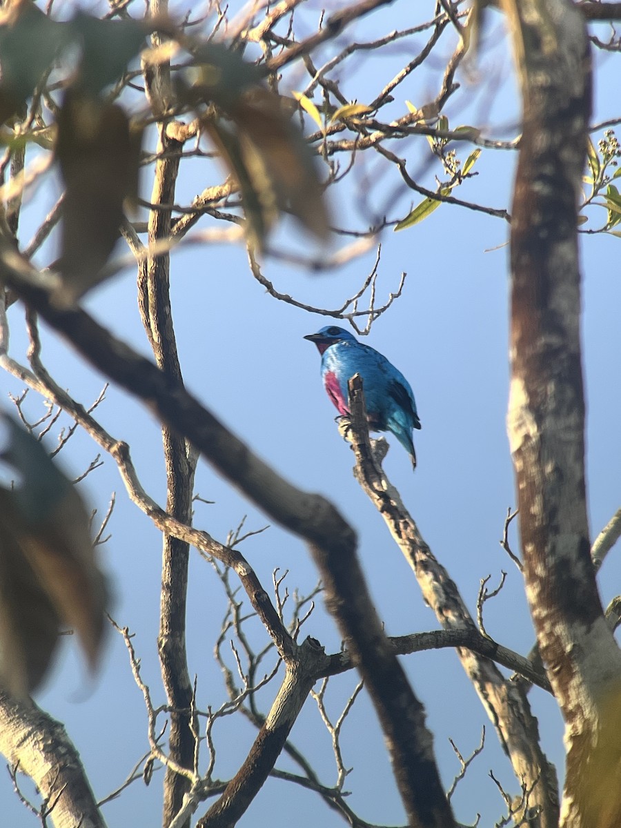 Turquoise Cotinga - ML646980718
