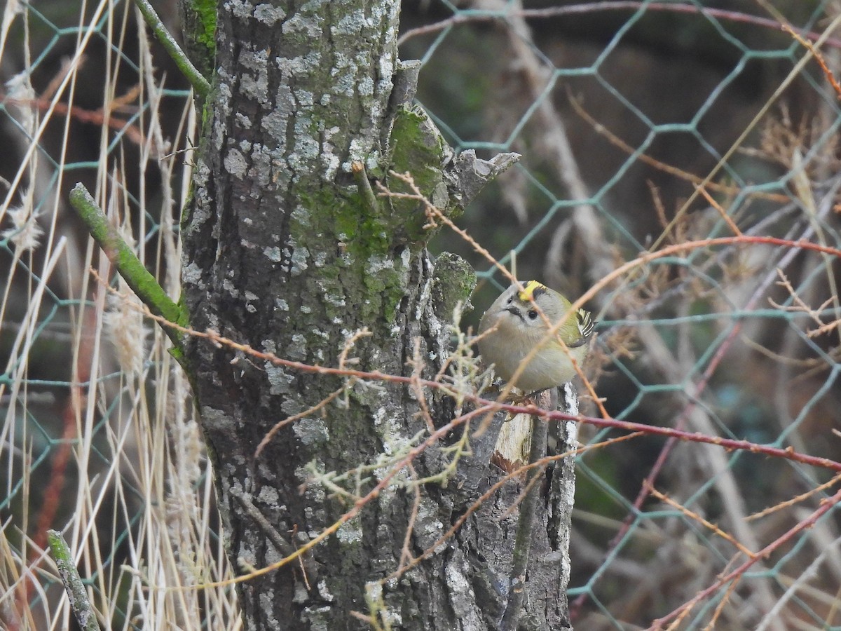 Goldcrest - ML646980746