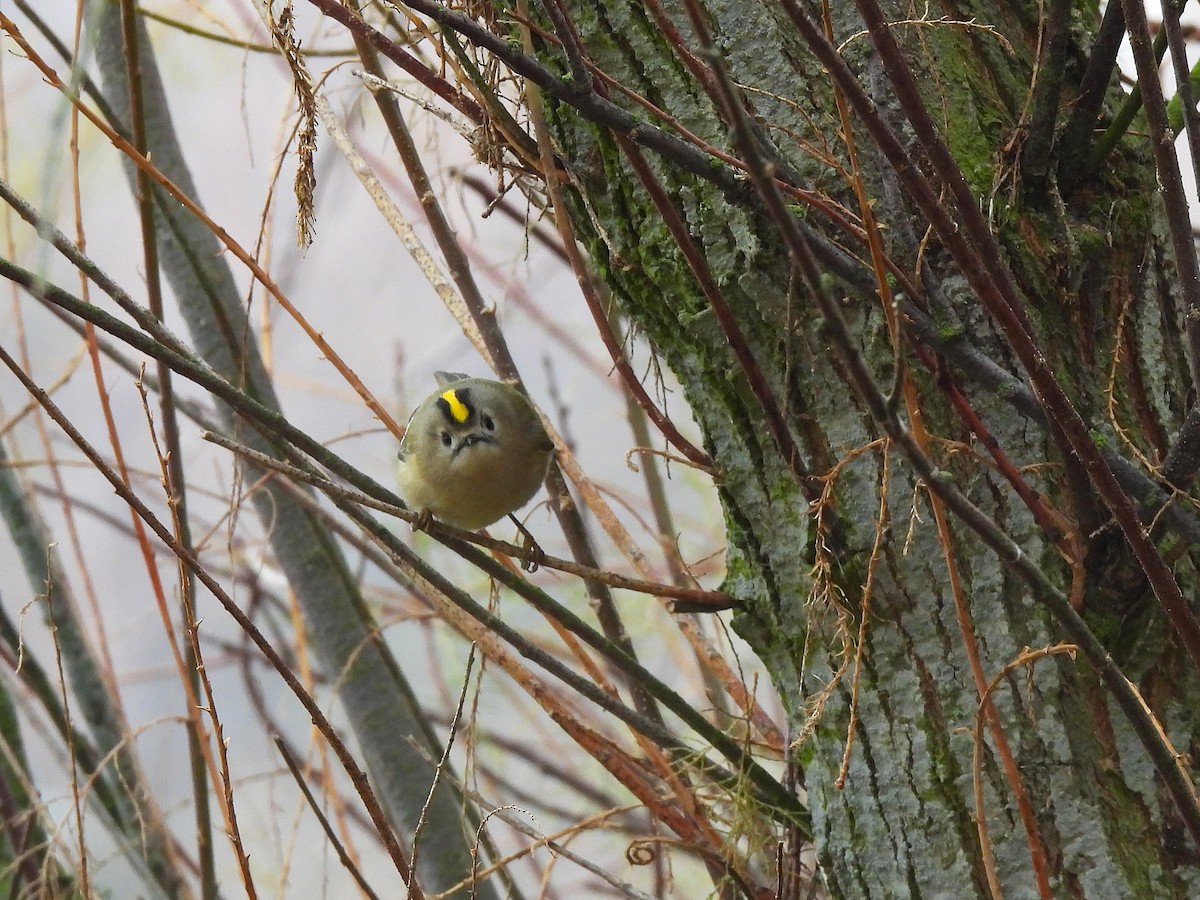 Goldcrest - ML646980747