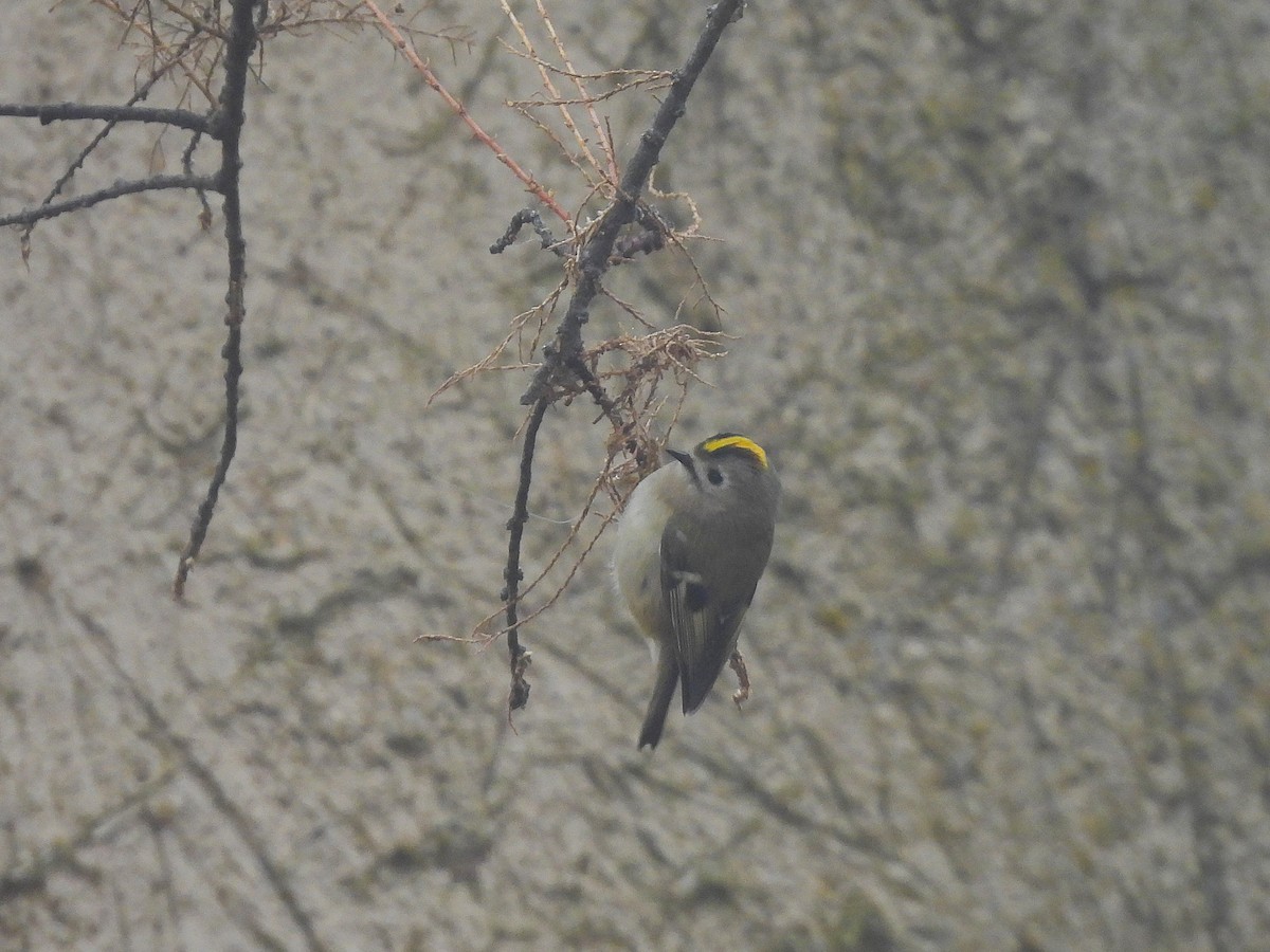 Goldcrest - ML646980748