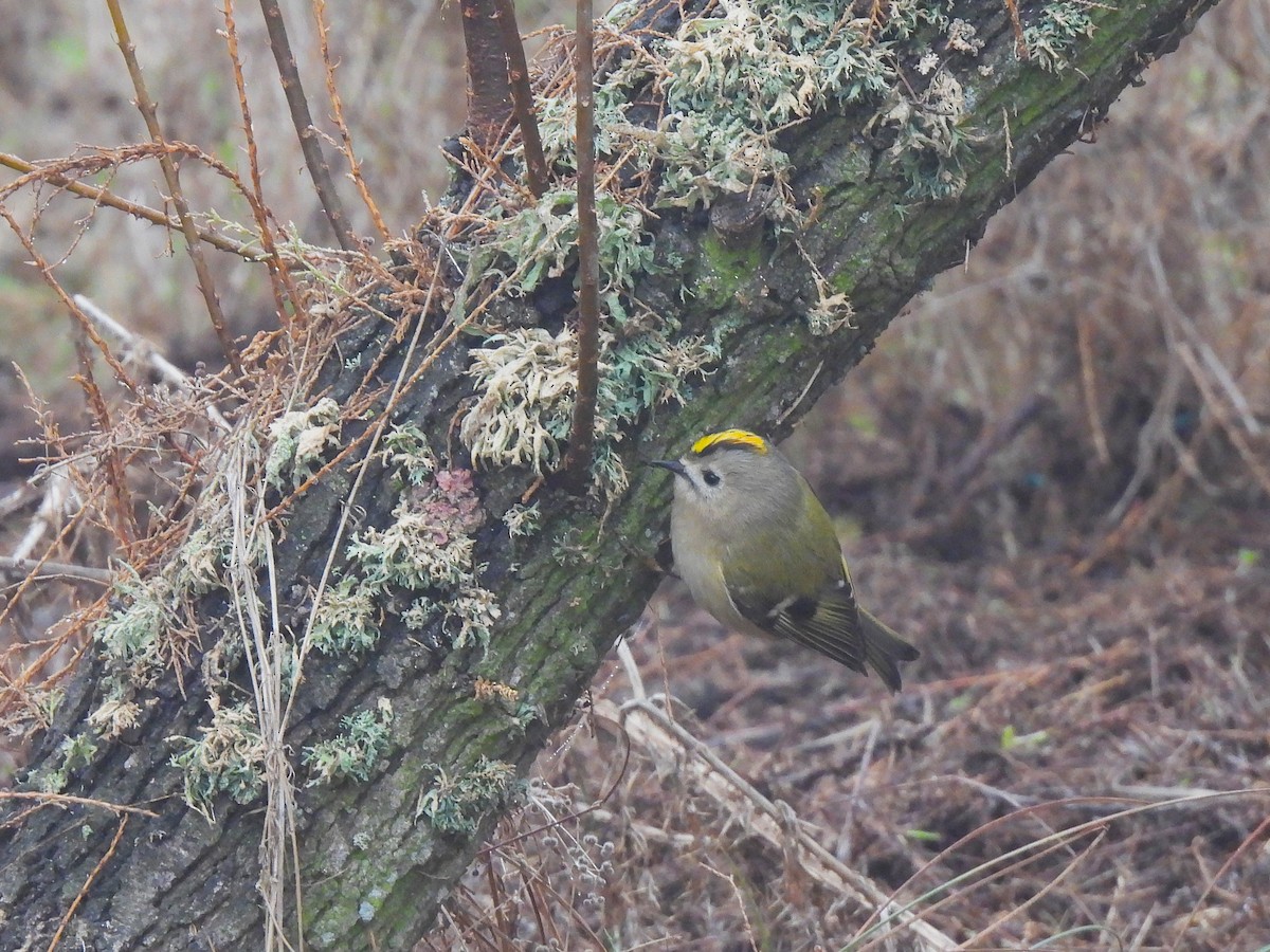 Goldcrest - ML646980749