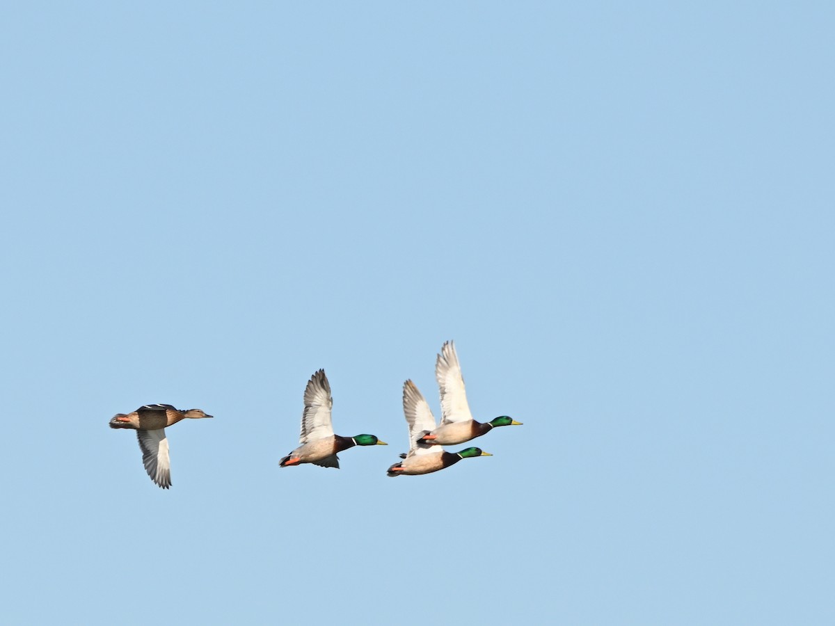 Крижень звичайний - ML646980751