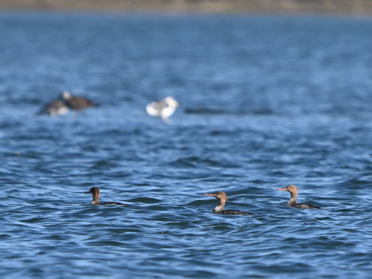 Крех середній - ML646980756