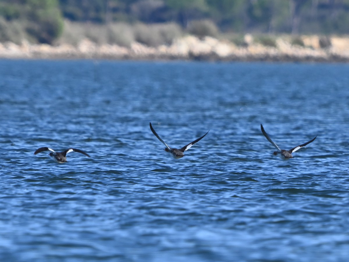 Крех середній - ML646980758