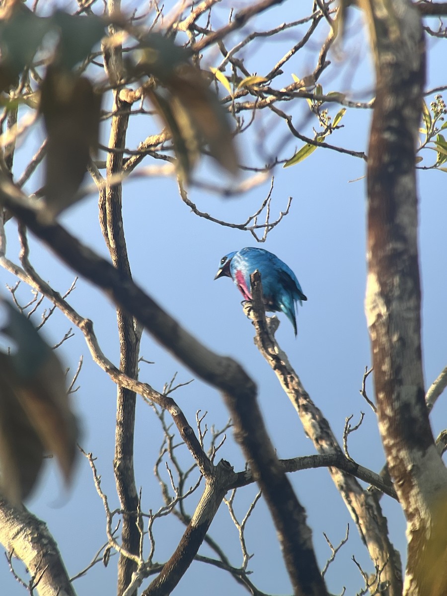 Turquoise Cotinga - ML646980759