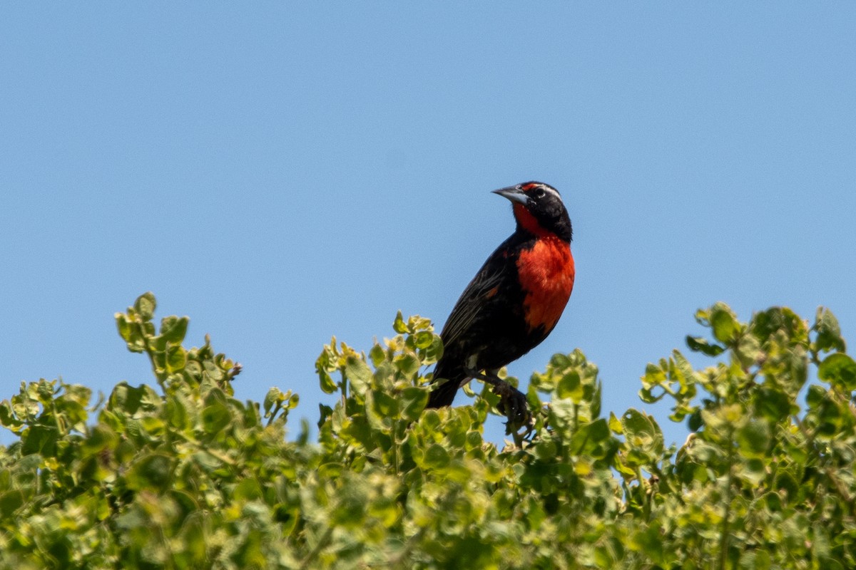 Peruvian Meadowlark - ML646980766