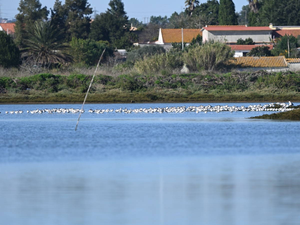 Чоботар синьоногий - ML646980774