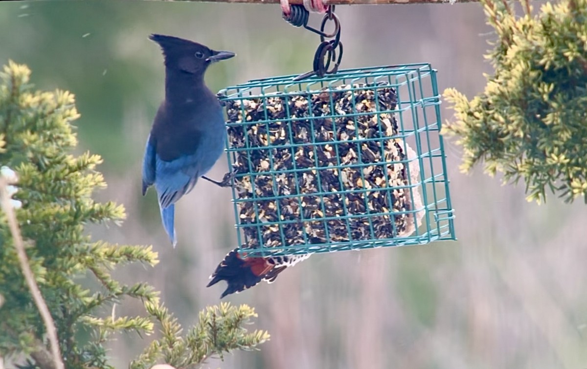 ステラーカケス - ML646980776