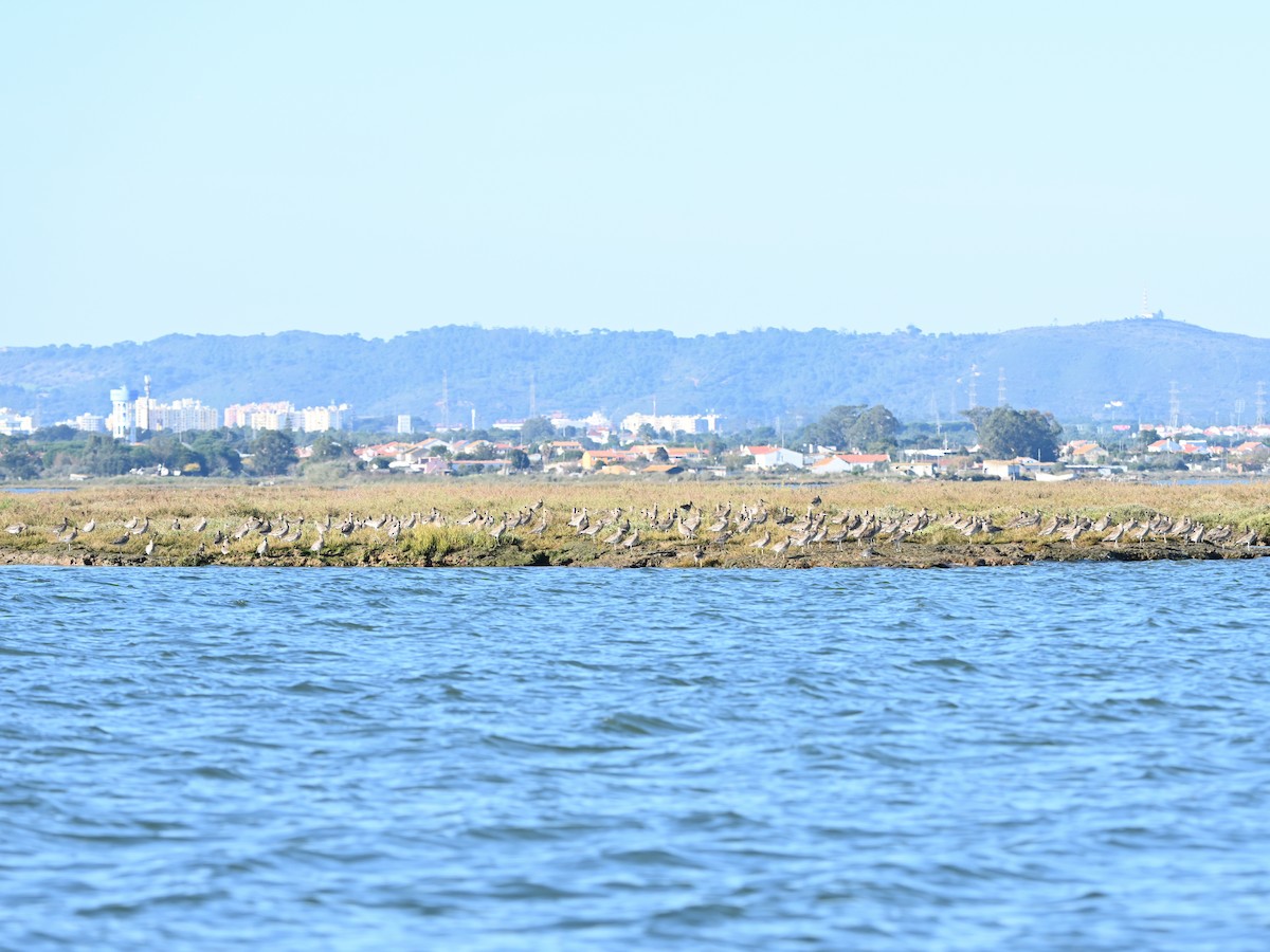 Кульон великий - ML646980790