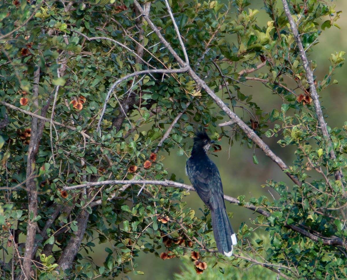 ムナフカンムリカッコウ - ML646980791