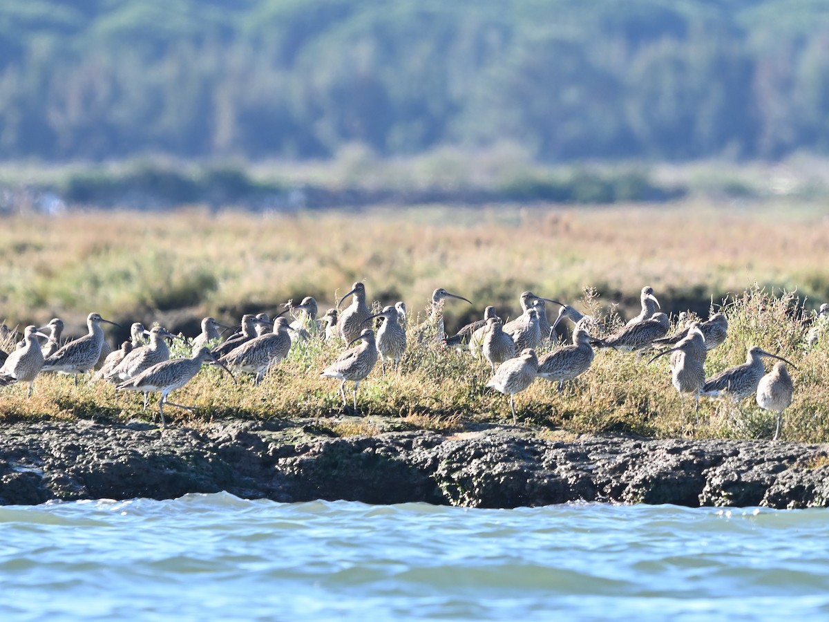 Кульон великий - ML646980792