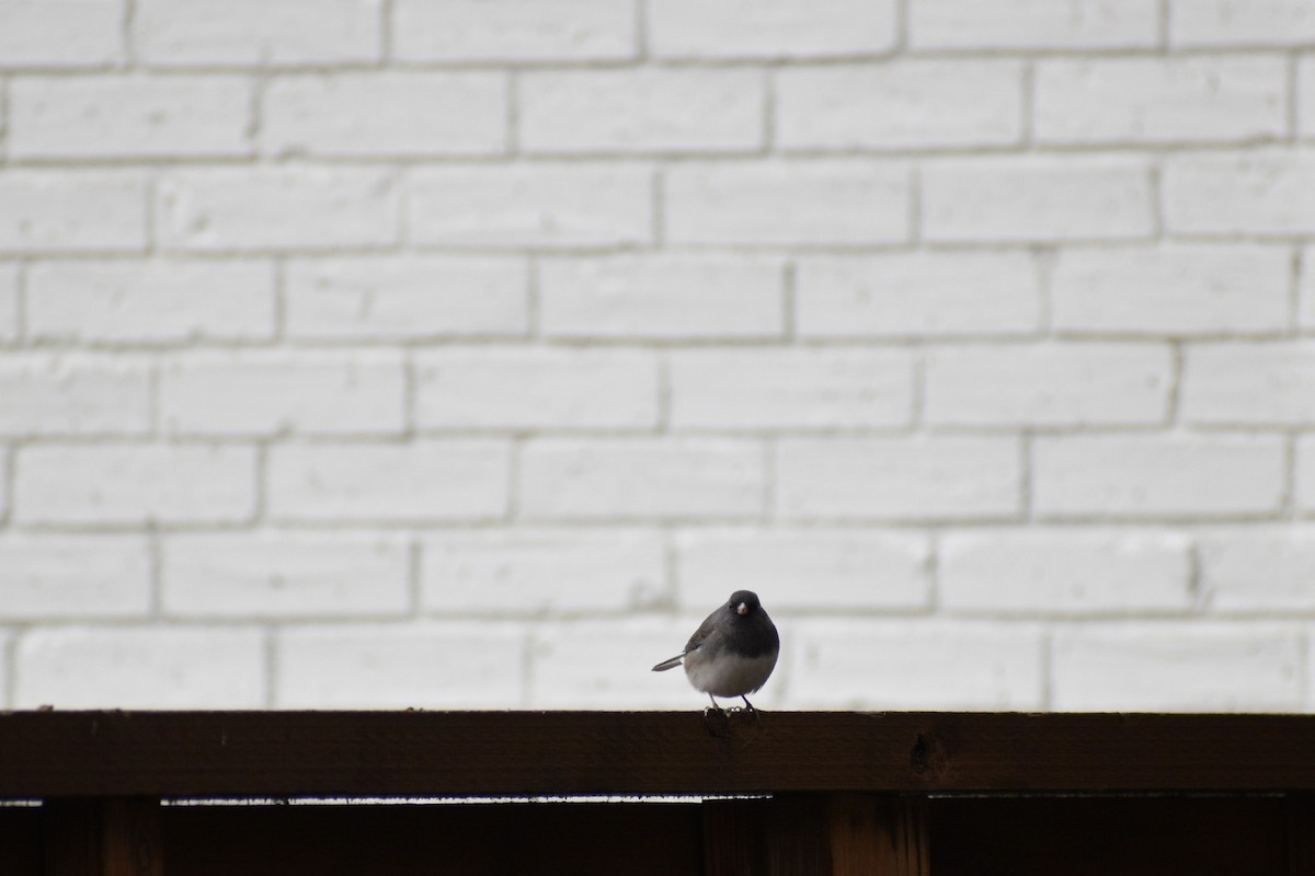 Dark-eyed Junco - ML646980793