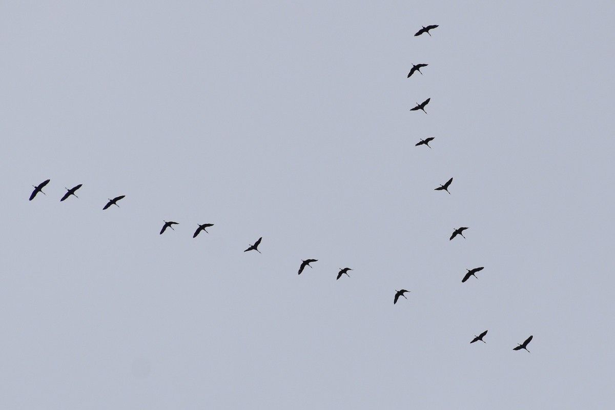 Sandhill Crane - ML646980795