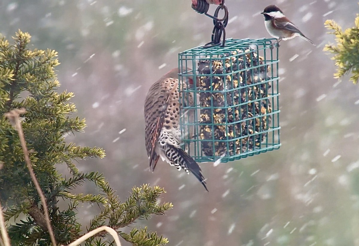 クロイロコガラ - ML646980796