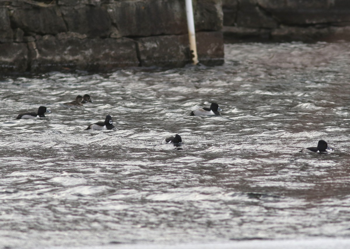 Чернь канадська - ML646980801