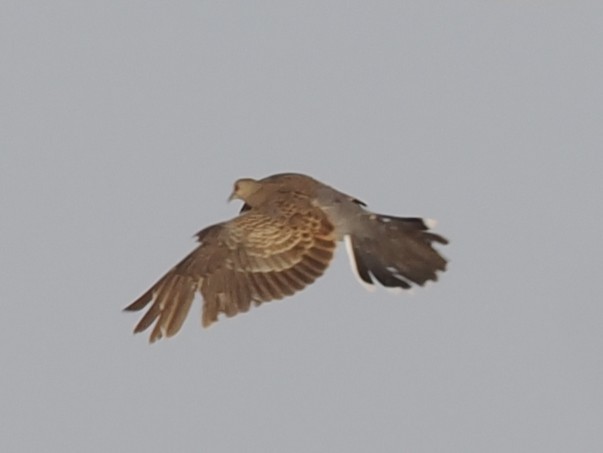 mongolturteldue - ML646980804