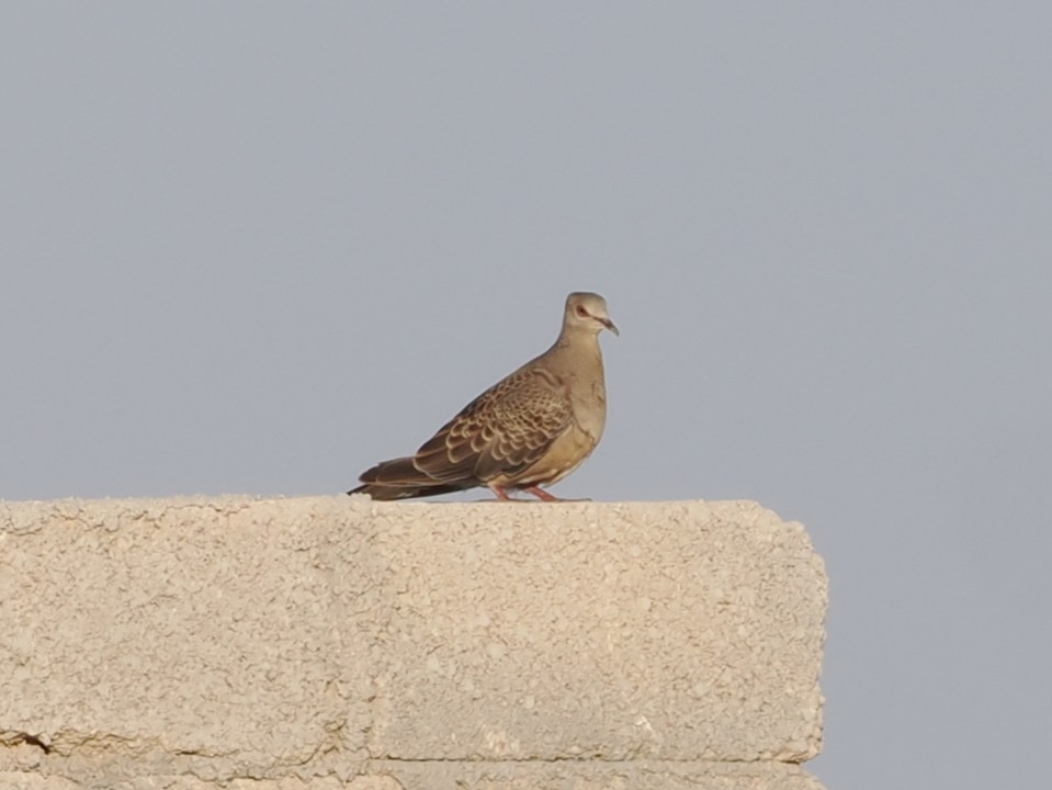 mongolturteldue - ML646980805