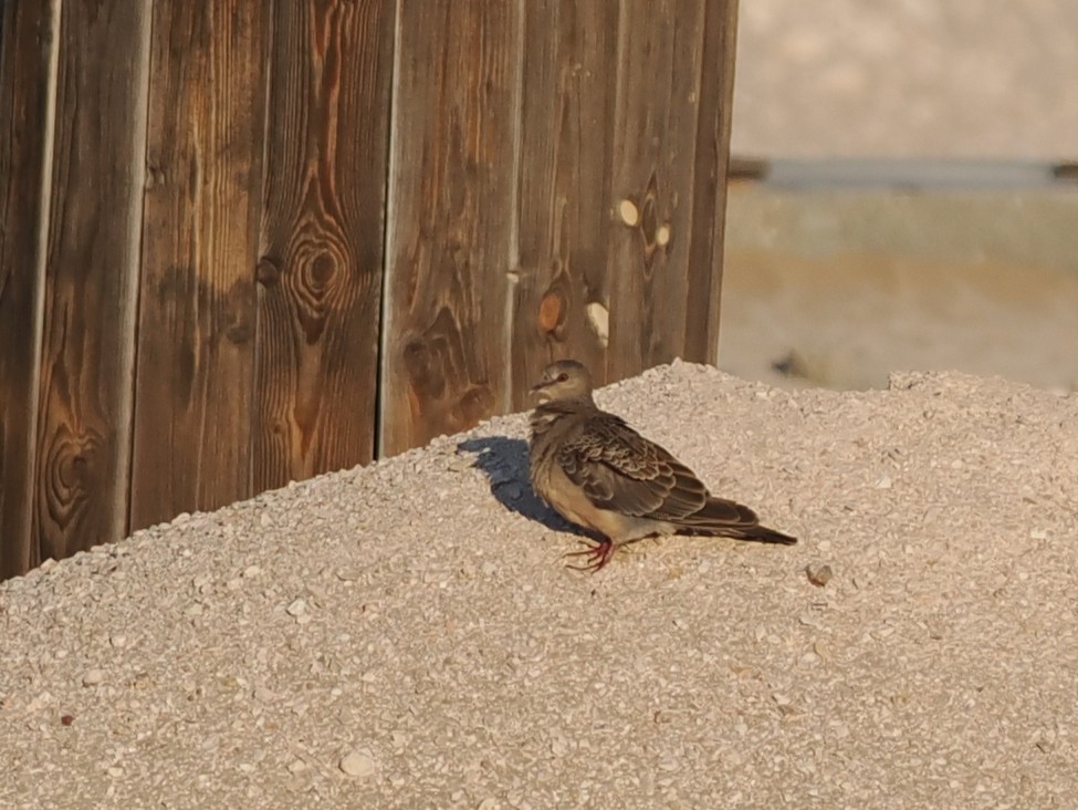 mongolturteldue - ML646980806