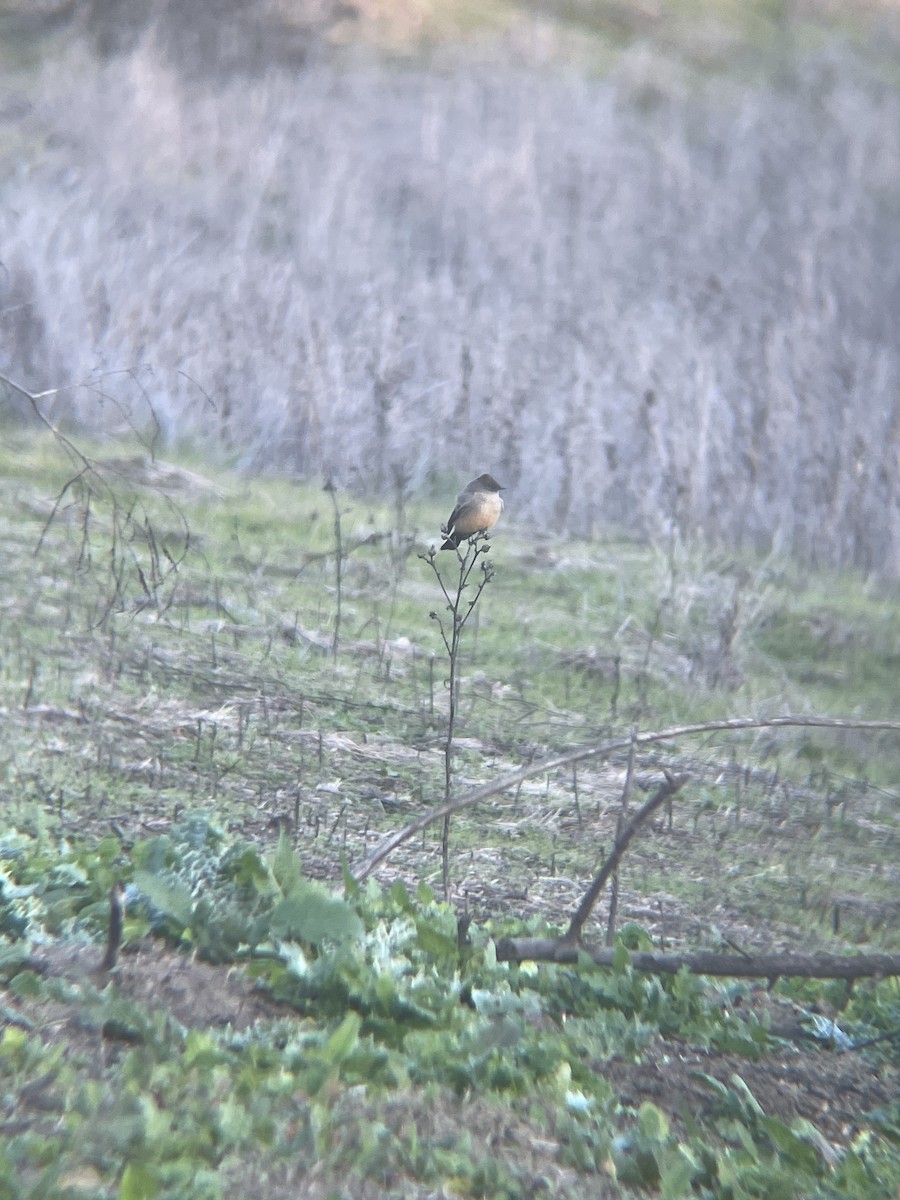 Zimtbauch-Phoebetyrann - ML646980813