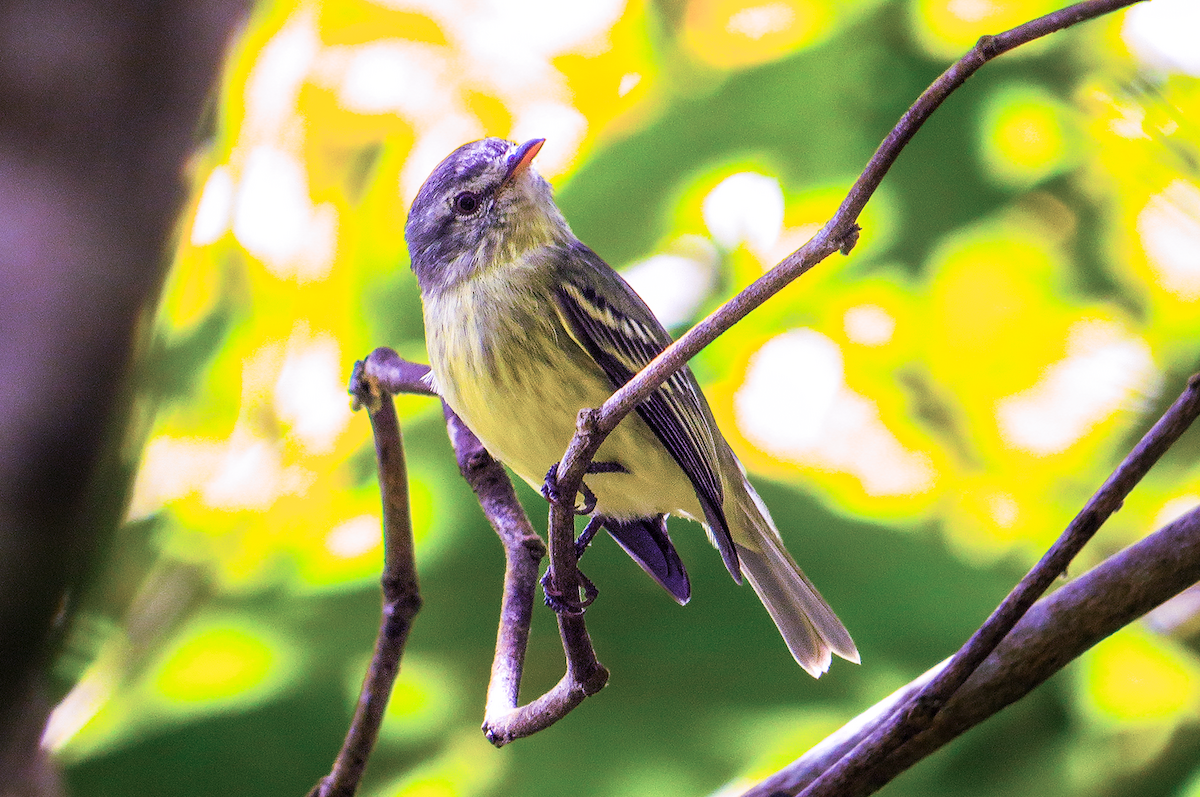 White-fronted Tyrannulet - ML646980814