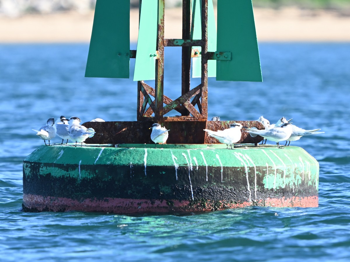 Крячок рябодзьобий - ML646980817