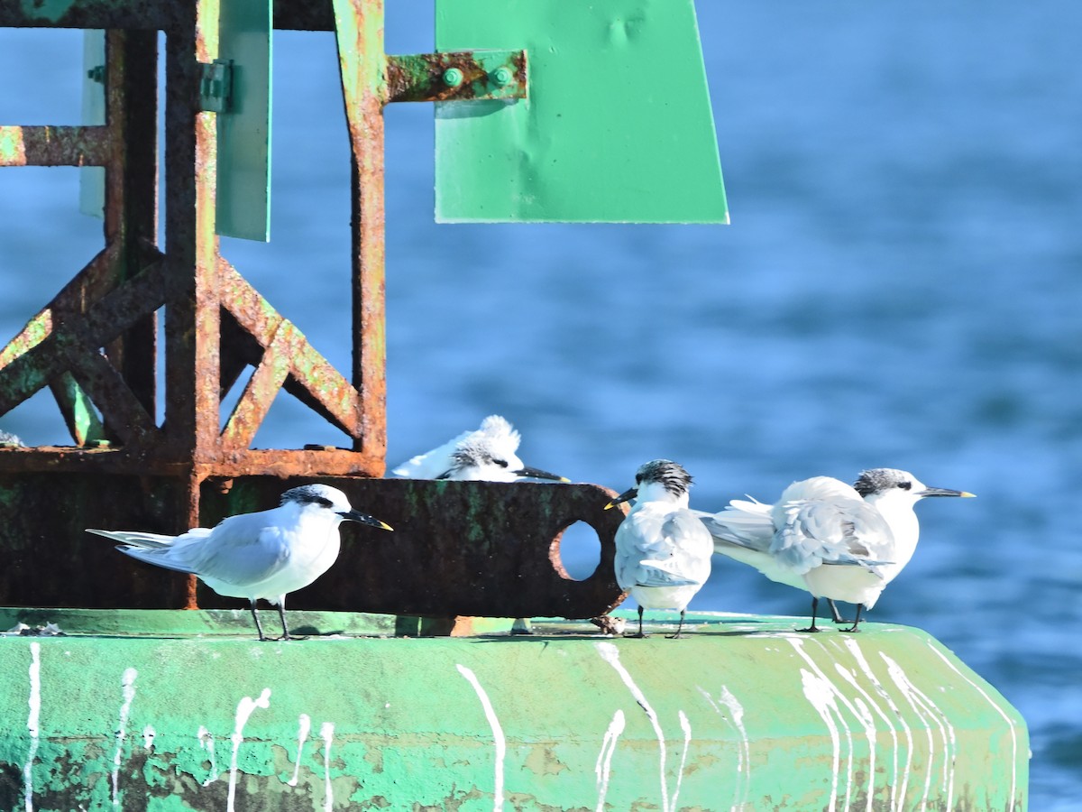 Крячок рябодзьобий - ML646980820