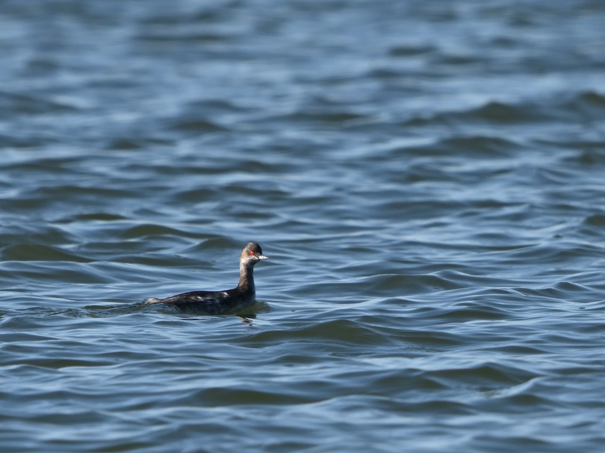 Пірникоза чорношия - ML646980823