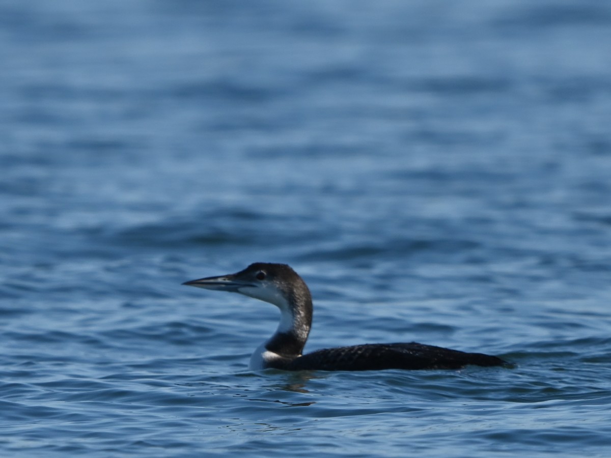 Гагара полярна - ML646980827